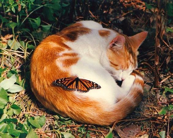 cat
